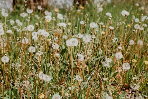 dandelion, summer season, grassy, sunny, herb, summer, plant, nature, grass, flower