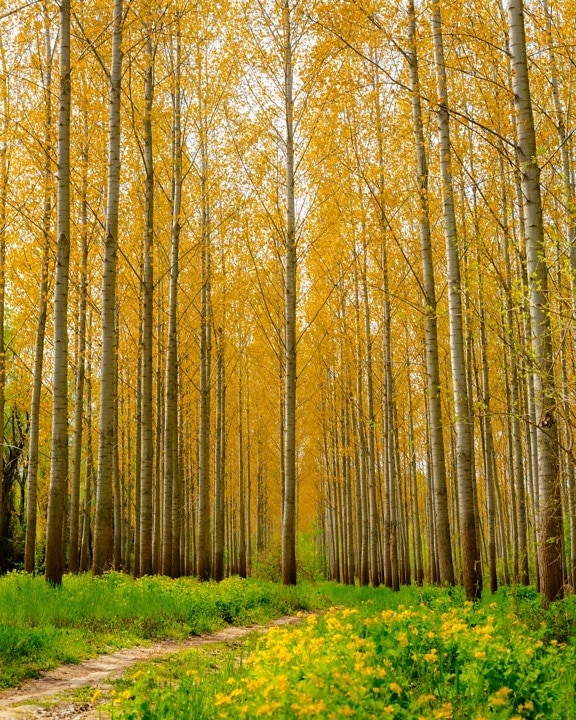 autumn season, poplar, forest path, landscape, forest, park, autumn, tree, wood, leaf