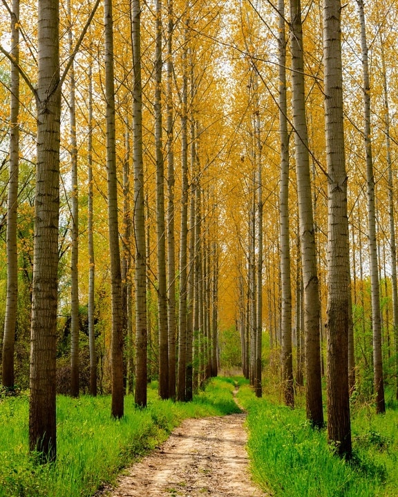 camino de bosque, camino forestal, luz del día, álamo, atmosfera, madera, conmutador, naturaleza, paisaje, bosque