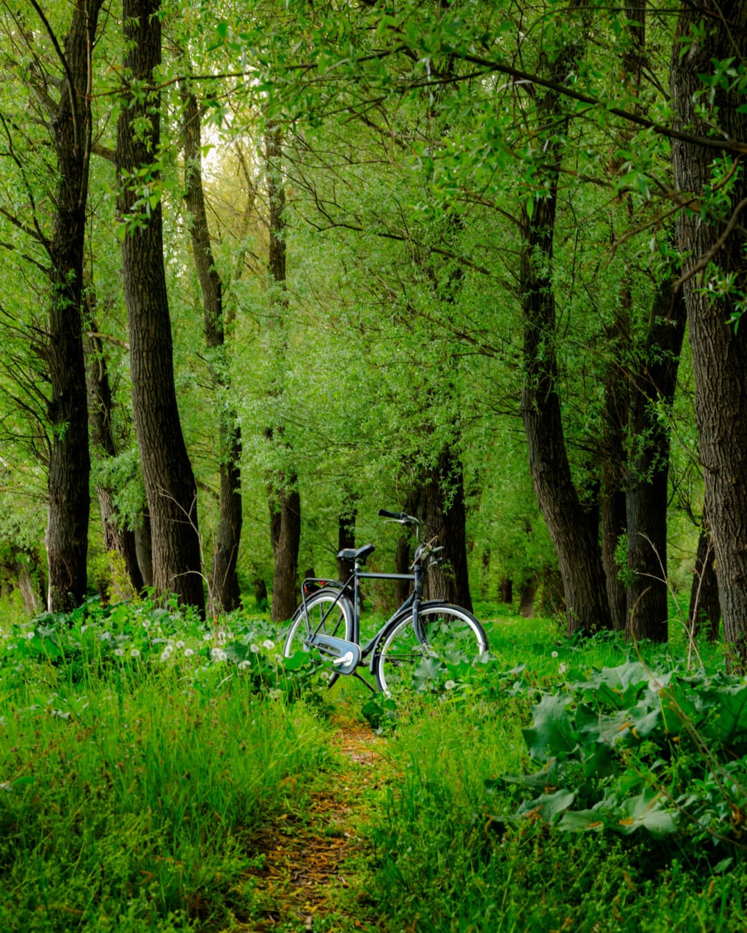 forest, greenery, bicycle, branches, landscape, trees, tree, wood, plant, nature
