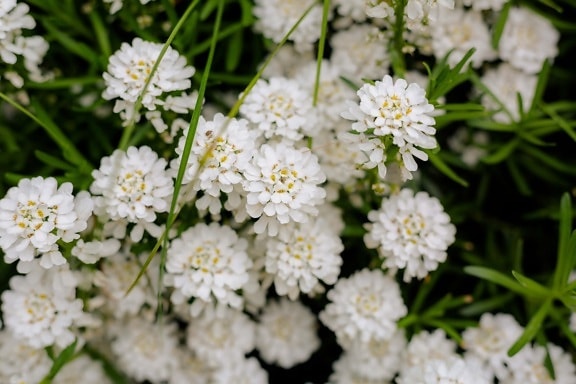 Wildblumen, weiße Blume, grasbewachsenen, Blume, Natur, Kraut, Blüte, Blatt, Anlage, Sommer