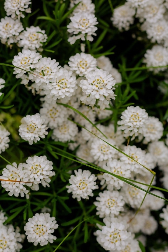 biały kwiat, natura, liść, flora, latem, roślina, zioło, kwiaty, kwiat, jasne