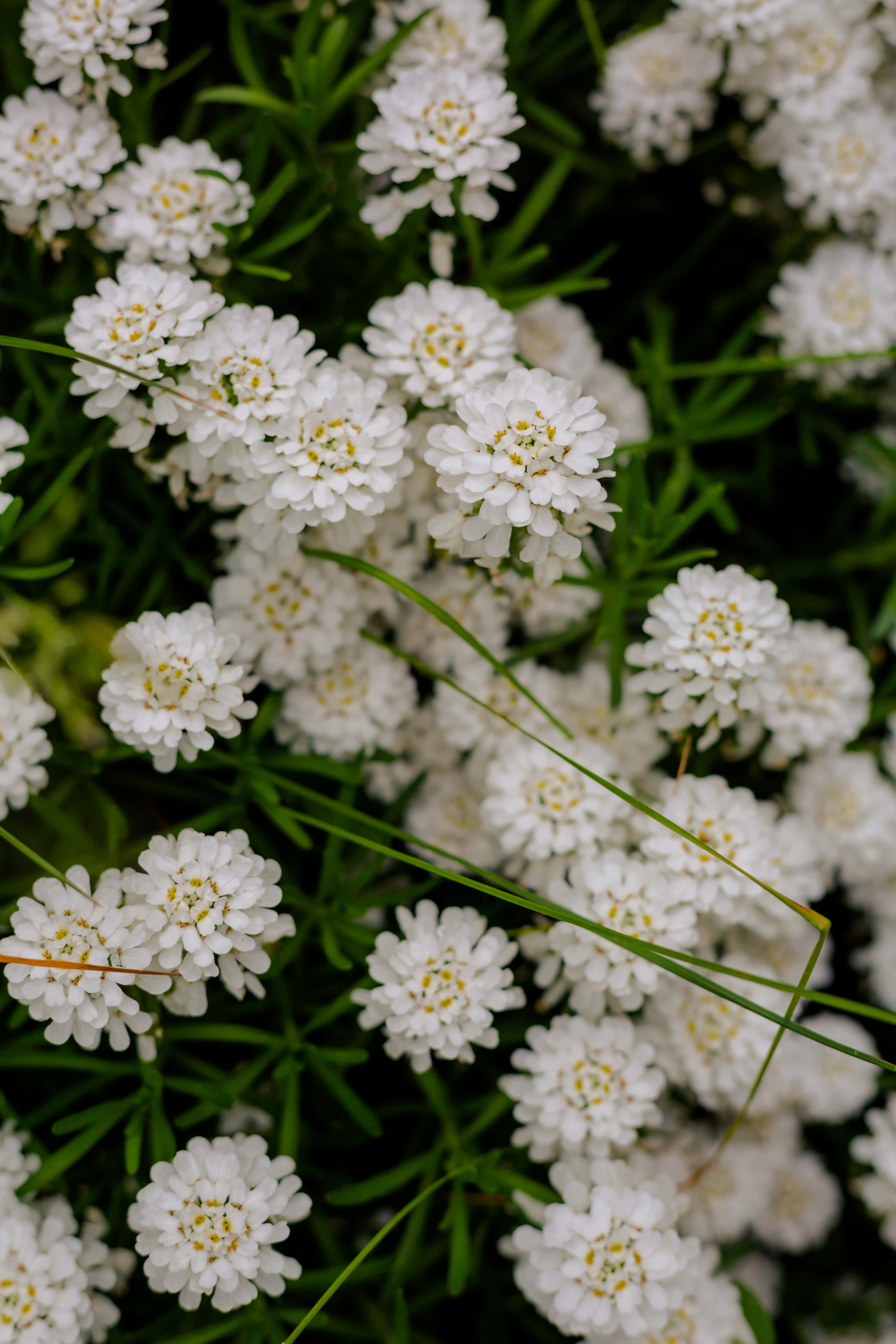 フリー写真画像 白い花 自然 葉 フローラ 夏 工場 ハーブ 花 花 明るい