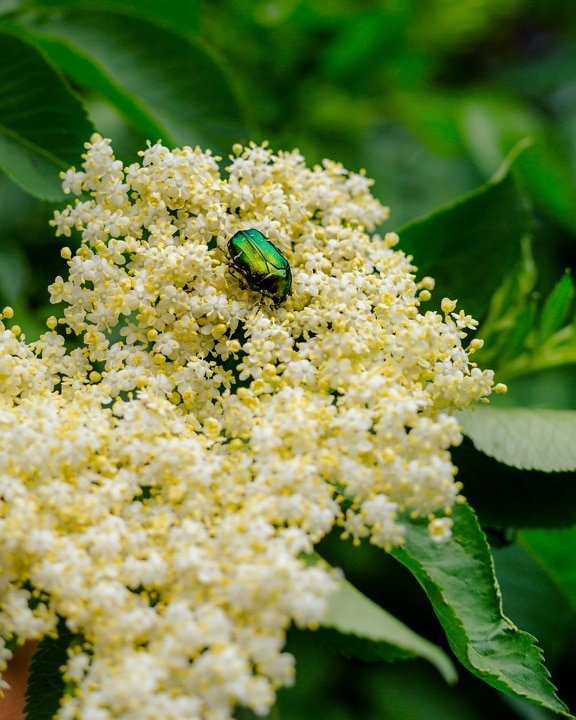 green, shining, beetle, insect, bug, white flower, pollinating, nature, flower, shrub