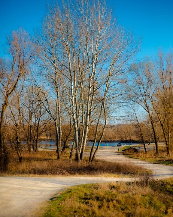 Carretera, rural, pendiente, junto al lago, árbol, paisaje, árboles, naturaleza, madera, amanecer