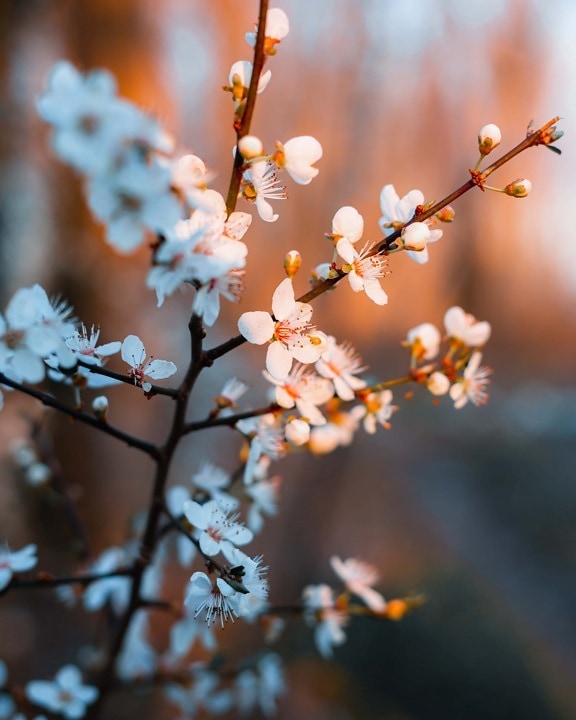 pobočky, ovocný strom, Bílý květ, jaro, list, sezóny, příroda, větev, květ, strom