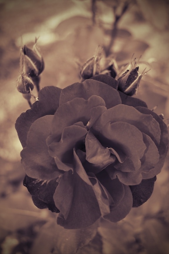 Rose, ombra, nostalgia, nero di seppia, bei fiori, petalo, natura, pianta, fiore, rosa