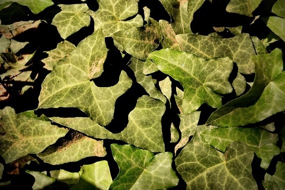 green leaves, ivy, herb, spring time, shadow, plant, leaf, texture, nature, flora
