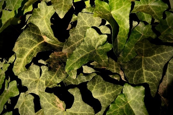 Parasit, Kraut, Efeu, aus nächster Nähe, Details, grüne Blätter, Schatten, Organismus, Grün, Anlage