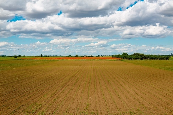 agricultural, field, spring time, landscape, plain, land, rural, meadow, grass, horizon