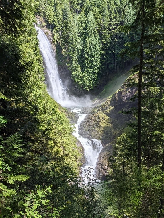 waterfalls, forest, conifers, spring time, splash, creek, flow, river, stream, waterfall