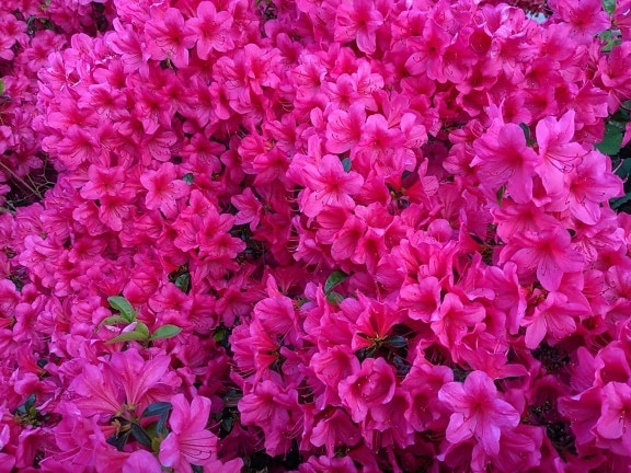 rosado, Cluster, flores, jardín, flora, decoración, planta, flor, arbusto, naturaleza