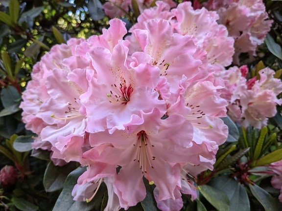 Rhododendron ponticum, pink, close-up, shrub, beautiful flowers, leaf, flora, garden, flower