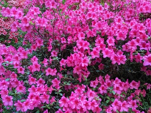 rosado, arbusto, flores silvestres, naturaleza, planta, flores, flora, flor, jardín, verano