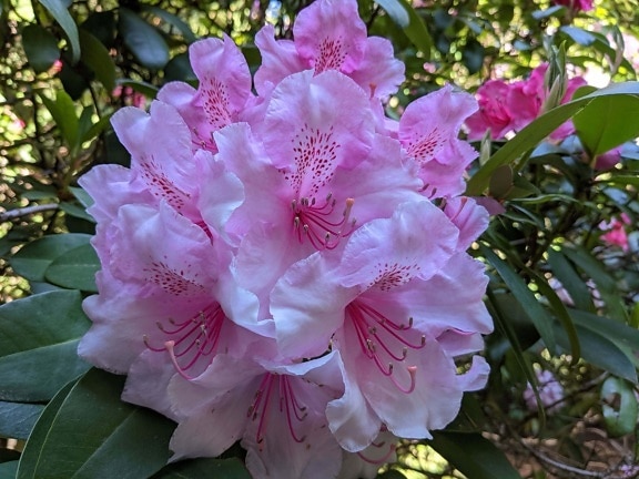Rhododendron ponticum, pinkish, botany, flower garden, plant, pink, blossom, leaf, flower, shrub