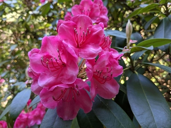 Rhododendron ponticum, flower garden, pinkish, petals, flowers, beautiful, flower, nature, blooming