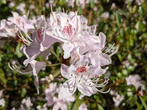 Rhododendron ponticum, white flower, flower, nature, flora, blooming, garden, plant, spring, shrub