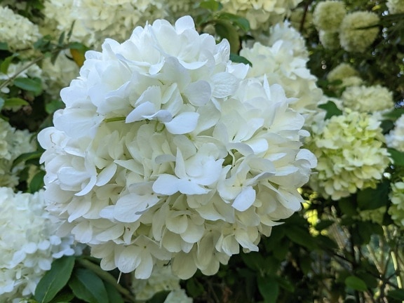 blanco, Hortensia, flor, arbusto, planta, jardín, naturaleza, flores, flora, hoja