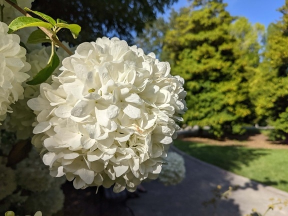 Hortensia, flor blanca, arbusto, jardín, hoja, planta, flor, ramo de la, naturaleza, verano