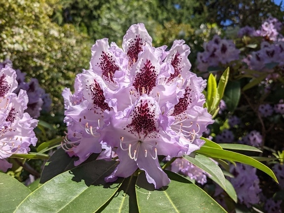 Rhododendron ponticum, purple, beautiful flowers, leaf, plant, nature, flower, blossom, garden