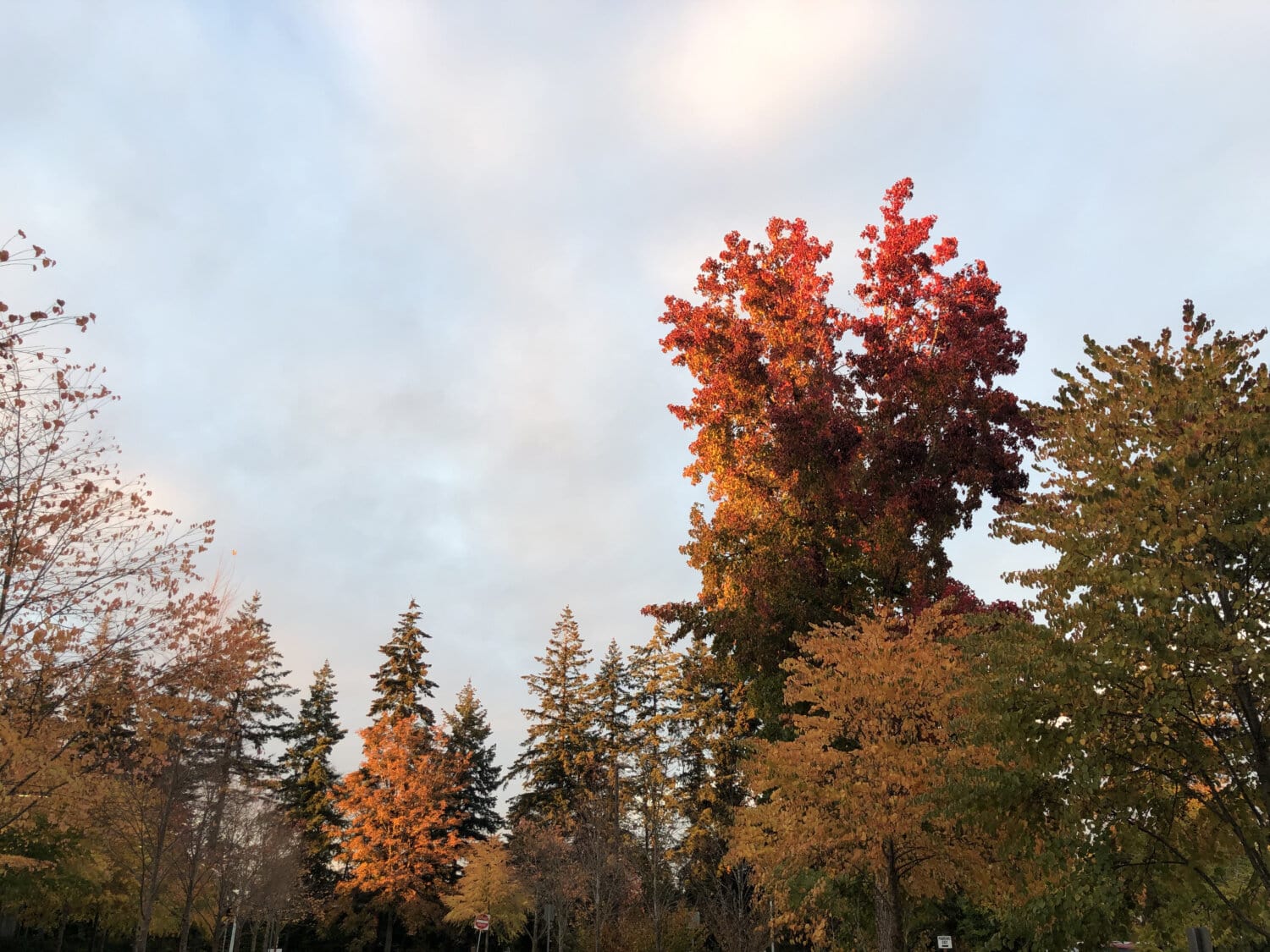 podzim, stromy, barevné, strom, les, list, krajina, dřevo, parku, příroda