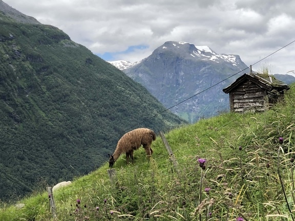llama, alpaca, mountainside, grazing, animal, shed, cottage, mountain, mountains, landscape