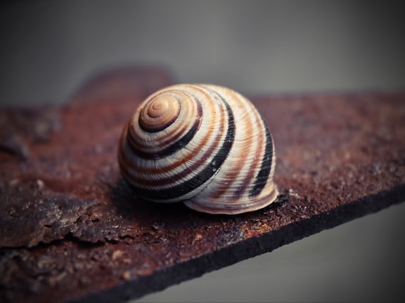 壳, 蜗牛, 螺旋, 近距离, 浅褐色, 无脊椎动物, 足, 动物, 性质, 快了