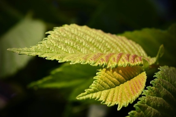 gelbe Blätter, grünes Blatt, Elm, Frühling, Kraut, Organismus, aus nächster Nähe, Sonnenlicht, Blatt, Struktur