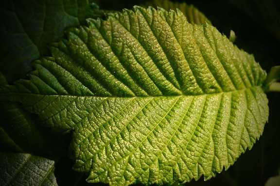 green leaf, elm, shadow, close-up, sunlight, leaf, nature, leaves, plant, tree