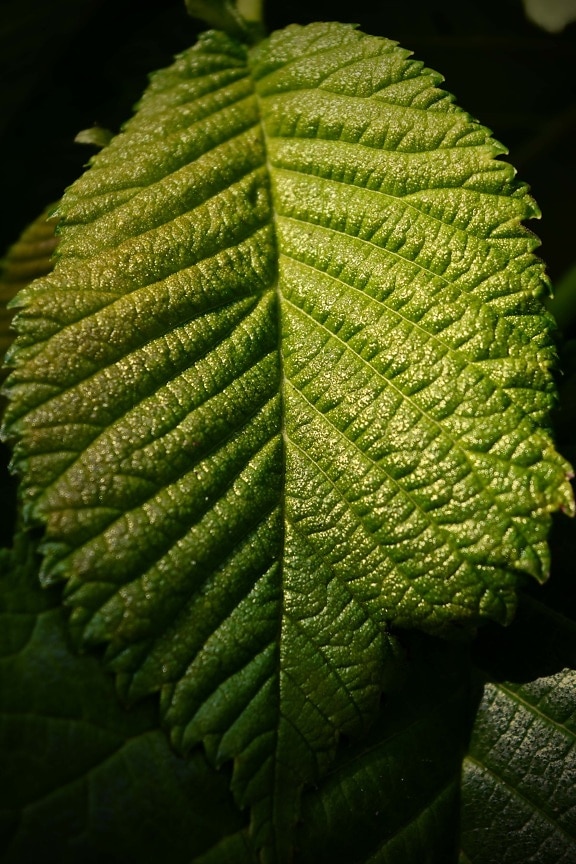 green leaf, elm, close-up, details, herb, vein, plant, tree, leaf, nature