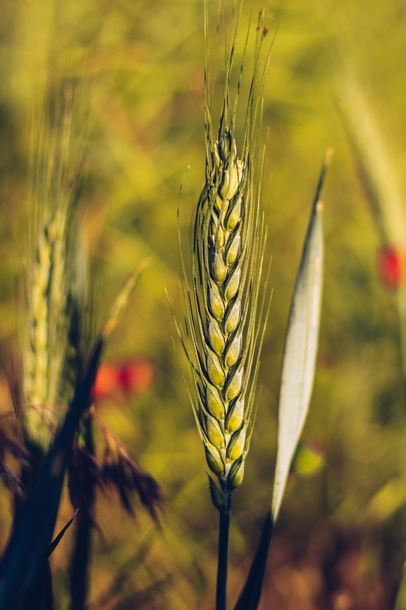 trigo, campo de trigo, folha verde, cevada, Luz do sol, agricultura, centeio, grão, cereais, sementes