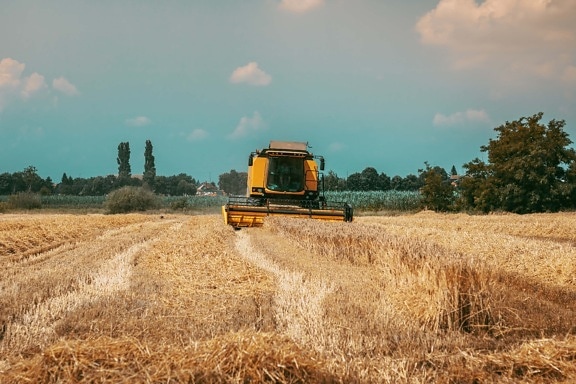 wheat, wheatfield, machine, harvester, industrial, field, straw, rural, cereal, agriculture