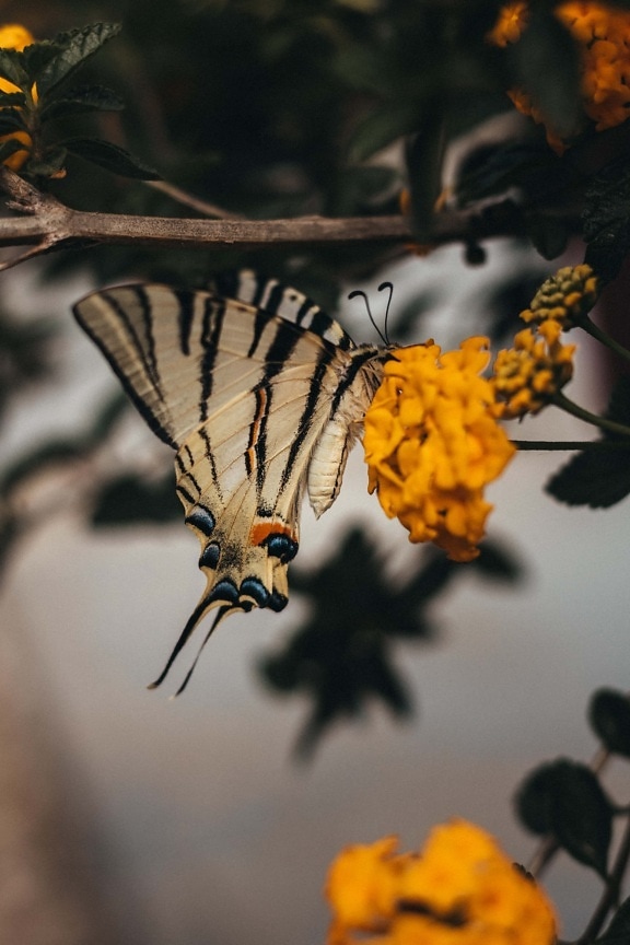 ailes, Papilionidae, coloré, fermer, fleur de papillon, insecte, faune, fleur, invertébré, feuille