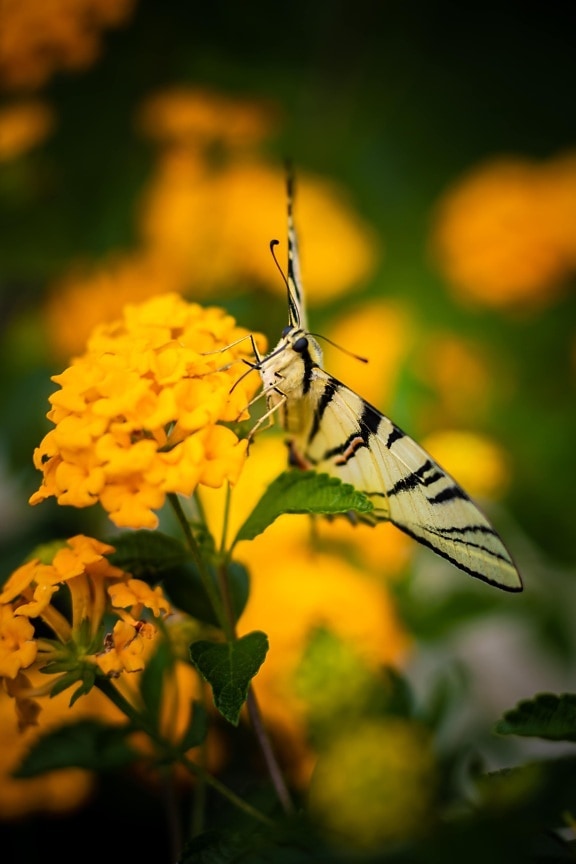 Papilionidae, fermer, fleur de papillon, jaunâtre, Jaune, nature, insecte, fleur, été, plante