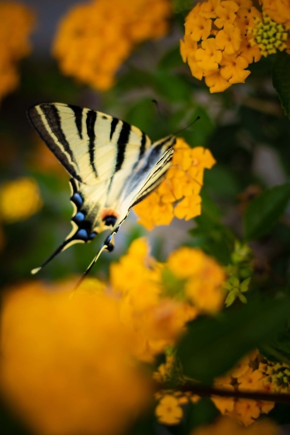 나비 꽃, 나비, 다채로운, 노란, 예쁜, 곤충, 공장, 여름, 관목, 자연