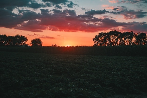 лучи солнца, восход, поле, сельского хозяйства, кукурузное поле, атмосфера, спокойствие, спокойный, звезда, рассвет