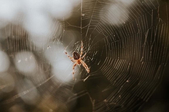 蜘蛛, 蜘蛛网, 动物, 大, 昆虫, 背光, 陷阱, 蛛网, 蜘蛛网, 危险