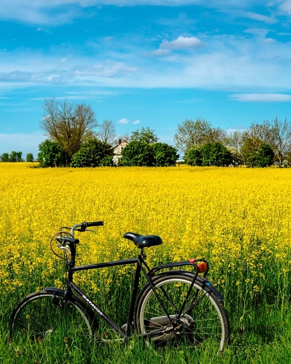 bicycle, agriculture, field, rapeseed, seed, rural, meadow, landscape, farm, nature