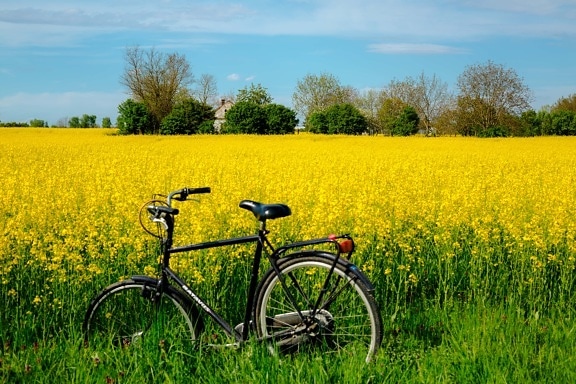 rapeseed, agriculture, field, summer time, bicycle, farmland, farm, farmhouse, countryside, landscape