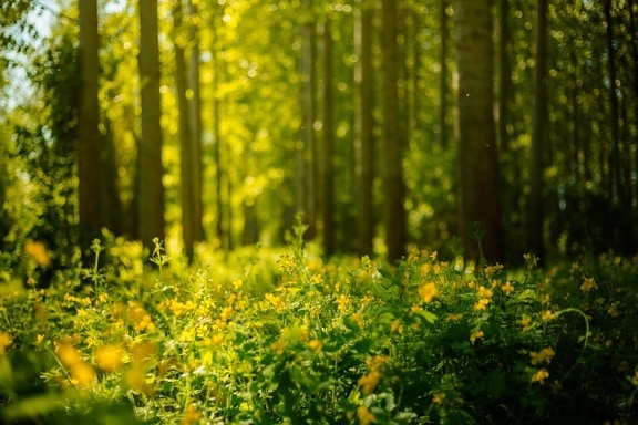 sunny, sunlight, greenery, forest, herb, yellow, field, rural, plant, spring