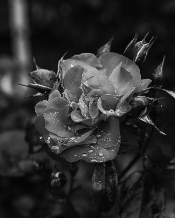 noir et blanc, des roses, jardin fleuri, rosée, humidité, Wet, jardin, fleur, flore, plante