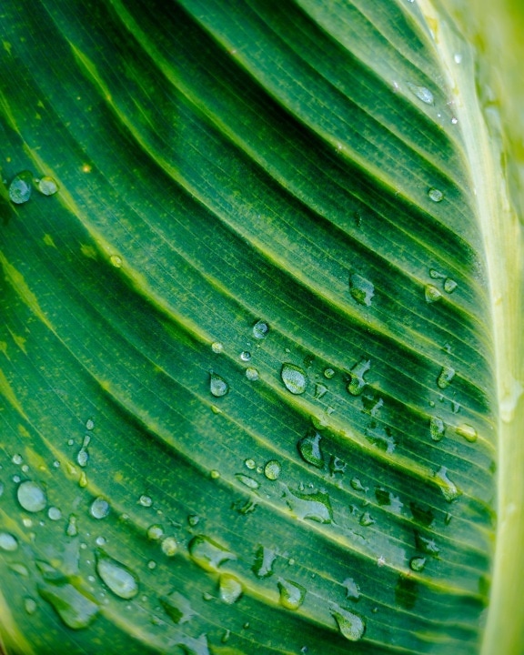 raindrop, dew, green leaf, nature, rain, drop, leaf, flora, vein, abstract