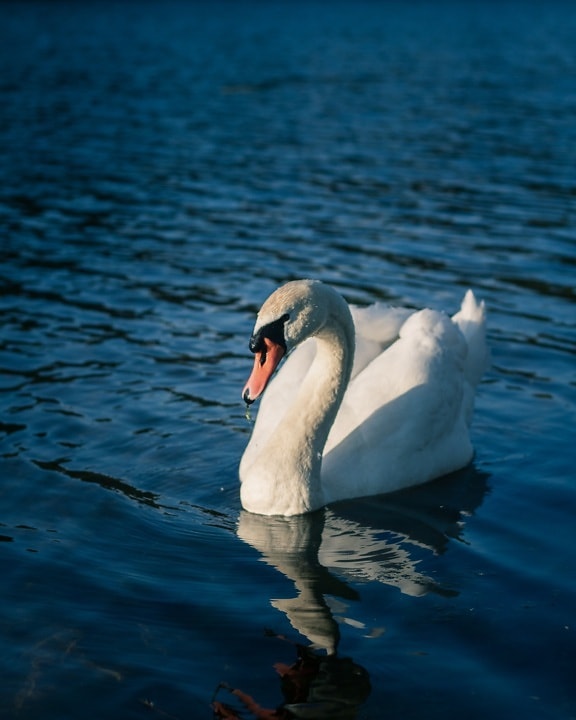 purity, swan, grace, majestic, spectacular, bird, animal, beak, albatross, aquatic bird