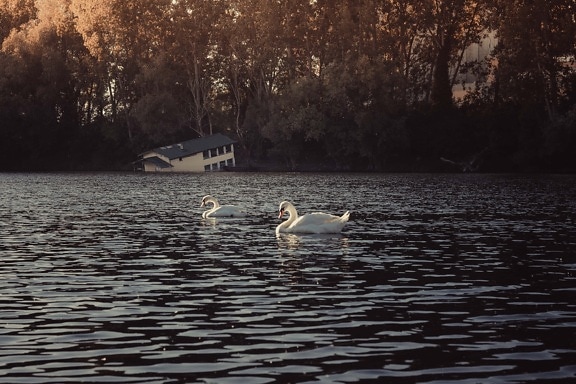 Cisne, inundação, beira do lago, raio de sol, Lago, Rio, pássaro, água, reflexão, amanhecer