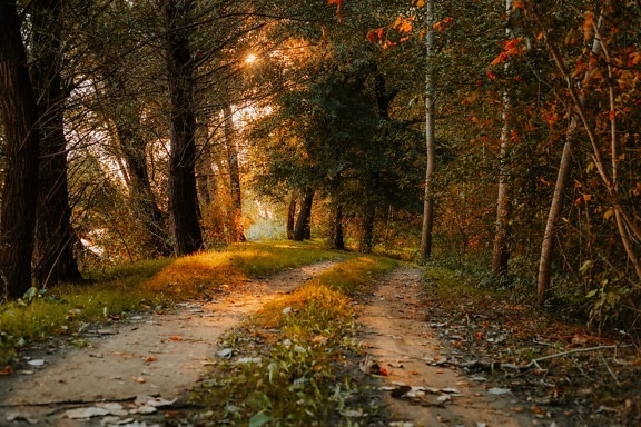 majestátní, lesní cesta, slunečních paprsků, krásné foto, krajina, cesta, parku, les, list, strom