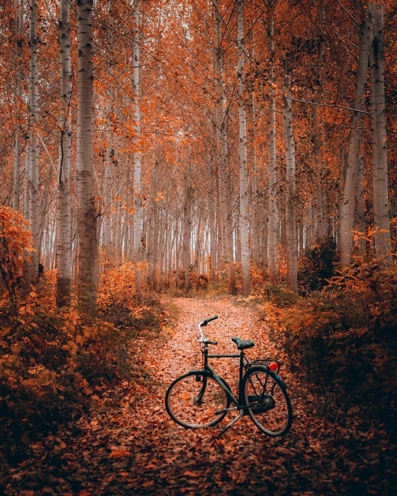 autumn season, forest road, forest path, forest, bicycle, trees, poplar, autumn, landscape, tree