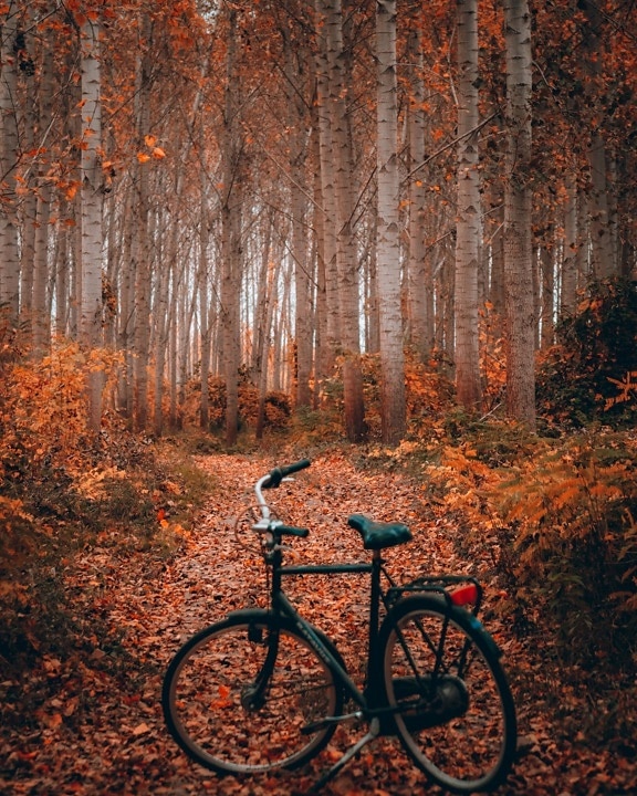 erdei ösvényen, őszi szezon, kerékpár, erdei út, kerék, erdő, fa, fa, kerékpár, levél