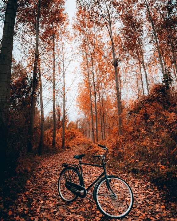 trees, forest trail, autumn season, forest road, poplar, bicycle, vehicle, wood, tree, wheel