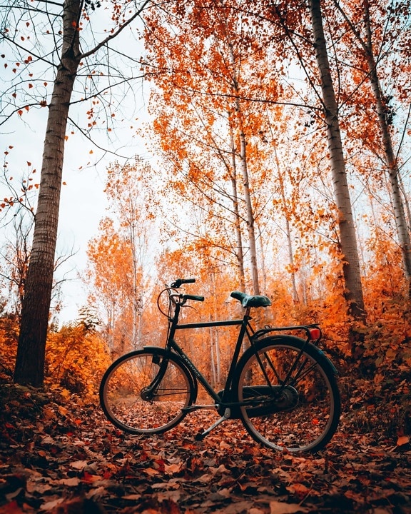 erdei ösvényen, kerékpár, erdő, őszi szezon, fa, jármű, levél, fa, kerékpár, közúti