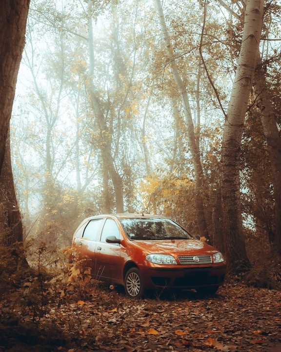 Fiat, autumn season, car, forest, bright, trees, sunlight, birch, road, tree, landscape